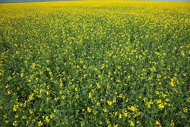 《绝区零》柏妮思角色展示 伤心的人来杯特调